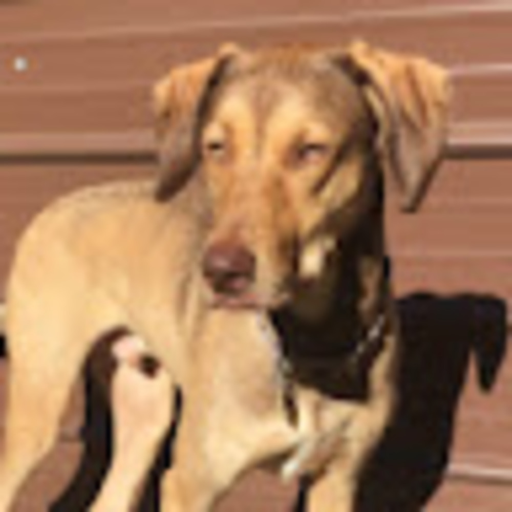 Meet your Posher, Paige